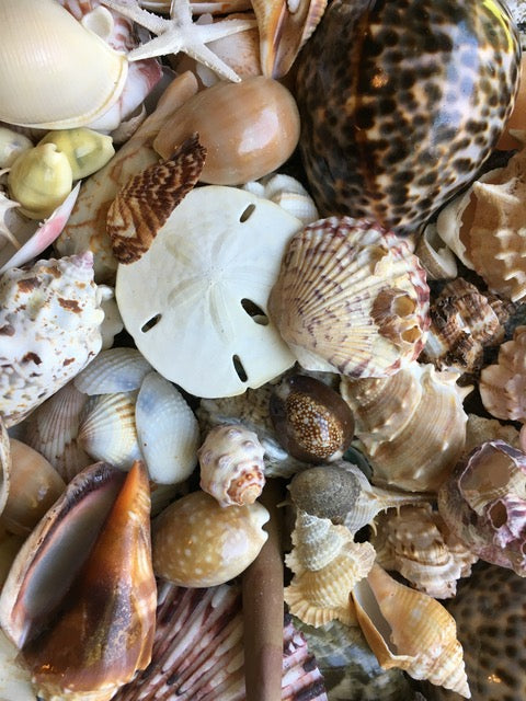 White Sea Shell Mix Beach 18 Pieces Wedding Decor Sea Shells Bulk Bag of  Shells Beach Craft Supplies Assorted Seashell Mix-white Seashells A 