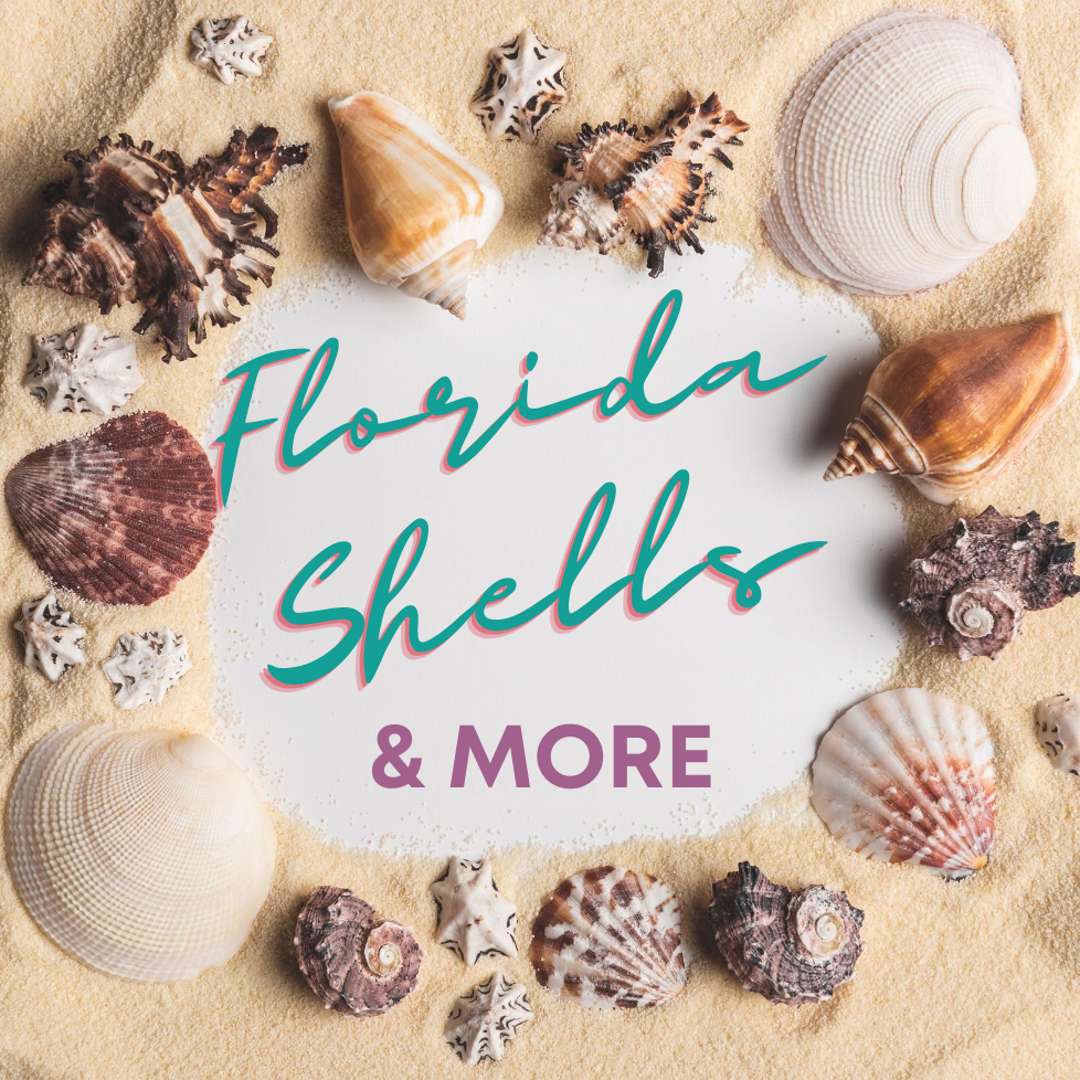 70+ pc Mixed Mini Sea Shells Small Crafting Rare Seashells Florida + Others