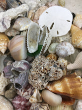 Load image into Gallery viewer, Assorted Seashells Handpicked from Florida, Sea Glass, Mixed 1/2 Pound, Sanibel Island to Atlantic Coast, Shells for Crafting FREE SHIPPING!