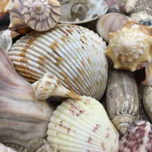 Load image into Gallery viewer, Assorted Seashells Handpicked from Florida, Sea Glass, Mixed 1/2 Pound, Sanibel Island to Atlantic Coast, Shells for Crafting FREE SHIPPING!