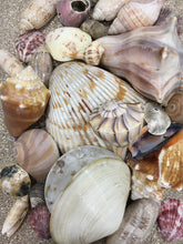 Load image into Gallery viewer, Assorted Seashells Handpicked from Florida, Sea Glass, Mixed 1/2 Pound, Sanibel Island to Atlantic Coast, Shells for Crafting FREE SHIPPING!