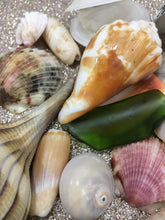 Load image into Gallery viewer, Assorted Seashells Handpicked from Florida, Sea Glass, Mixed 1/2 Pound, Sanibel Island to Atlantic Coast, Shells for Crafting FREE SHIPPING!