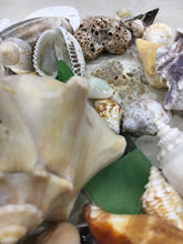 Load image into Gallery viewer, Assorted Seashells Handpicked from Florida, Sea Glass, Mixed 1/2 Pound, Sanibel Island to Atlantic Coast, Shells for Crafting FREE SHIPPING!
