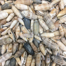 Load image into Gallery viewer, SALE - Mixed Damaged Olive Shells 1"-3" - 10 Piece - Lettered Olives - Decor - Crafts - Beach Decor - Sea Shells - Seashell - FREE SHIPPING!