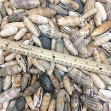 Load image into Gallery viewer, SALE - Mixed Damaged Olive Shells 1"-3" - 10 Piece - Lettered Olives - Decor - Crafts - Beach Decor - Sea Shells - Seashell - FREE SHIPPING!