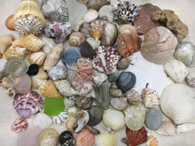 Load image into Gallery viewer, Seashells & Sea Glass from Florida | Mixed 1/2 Pound | Great for Crafting, Art, Home Decor. 100% Genuine Handpicked - FREE SHIPPING!