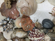 Load image into Gallery viewer, Seashells & Sea Glass from Florida | Mixed 1/2 Pound | Great for Crafting, Art, Home Decor. 100% Genuine Handpicked - FREE SHIPPING!