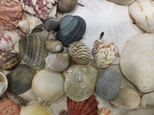 Load image into Gallery viewer, Seashells & Sea Glass from Florida | Mixed 1/2 Pound | Great for Crafting, Art, Home Decor. 100% Genuine Handpicked - FREE SHIPPING!