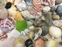Load image into Gallery viewer, Seashells & Sea Glass from Florida | Mixed 1/2 Pound | Great for Crafting, Art, Home Decor. 100% Genuine Handpicked - FREE SHIPPING!