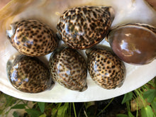Load image into Gallery viewer, XL Tiger Cowrie Seashells  (Cypraea Tigris) Wedding Decor-Seashells-Seashells for Crafting-Nautical Decor-Beach Decor- FREE SHIPPING!