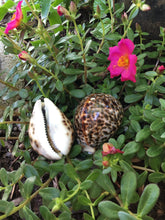 Load image into Gallery viewer, XL Tiger Cowrie Seashells  (Cypraea Tigris) Wedding Decor-Seashells-Seashells for Crafting-Nautical Decor-Beach Decor- FREE SHIPPING!