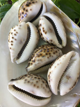 Load image into Gallery viewer, XL Tiger Cowrie Seashells  (Cypraea Tigris) Wedding Decor-Seashells-Seashells for Crafting-Nautical Decor-Beach Decor- FREE SHIPPING!