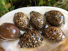 Load image into Gallery viewer, XL Tiger Cowrie Seashells  (Cypraea Tigris) Wedding Decor-Seashells-Seashells for Crafting-Nautical Decor-Beach Decor- FREE SHIPPING!