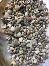 Load image into Gallery viewer, Shell Mix-1/4"-1" Tiny/Small Shell Mix-Craft Seashells-Small Seashells-Beach Wedding Decor-Seashells Supplies-Tiny Seashells-FREE SHIPPING!
