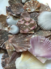 Load image into Gallery viewer, Baby Flat Scallop Shell-Bulk - Seashell Supplies - Scallop Shells for Crafts - Flat Scallop - Pectin Shells - Wedding Decor - FREE SHIPPING!