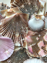 Load image into Gallery viewer, Baby Flat Scallop Shell-Bulk - Seashell Supplies - Scallop Shells for Crafts - Flat Scallop - Pectin Shells - Wedding Decor - FREE SHIPPING!