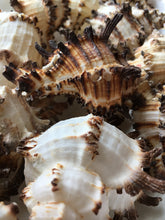 Load image into Gallery viewer, Murex Endiva Long Spine Shell - Seashell - Murex - Sea Shell Crafting - Beach Wedding Decor - Large Shell - Collector Shells - FREE SHIPPING