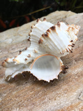 Load image into Gallery viewer, Murex Endiva Long Spine Shell - Seashell - Murex - Sea Shell Crafting - Beach Wedding Decor - Large Shell - Collector Shells - FREE SHIPPING