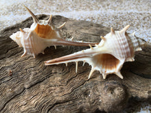 Load image into Gallery viewer, Murex Turnispina 2"-3" - Murex-Sea Shells for Crafting - Beach Wedding Decor - SeaShells - Collectors Shells