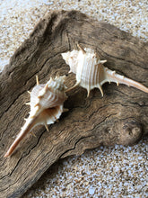 Load image into Gallery viewer, Murex Turnispina 2"-3" - Murex-Sea Shells for Crafting - Beach Wedding Decor - SeaShells - Collectors Shells