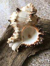 Load image into Gallery viewer, Murex Endiva Long Spine Shell - Seashell - Murex - Sea Shell Crafting - Beach Wedding Decor - Large Shell - Collector Shells - FREE SHIPPING