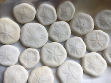 Load image into Gallery viewer, Sea Biscuit - Sea Cookies-Bulk - Seashell Bulk-Seashell Craft Supply - Wedding Decor - Beach Wedding Favors - Beach Decor - FREE SHIPPING!