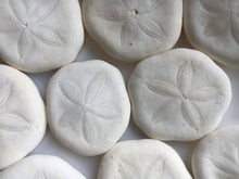 Load image into Gallery viewer, Sea Biscuit - Sea Cookies-Bulk - Seashell Bulk-Seashell Craft Supply - Wedding Decor - Beach Wedding Favors - Beach Decor - FREE SHIPPING!