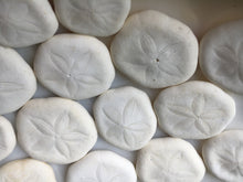 Load image into Gallery viewer, Sea Biscuit - Sea Cookies-Bulk - Seashell Bulk-Seashell Craft Supply - Wedding Decor - Beach Wedding Favors - Beach Decor - FREE SHIPPING!