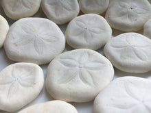 Load image into Gallery viewer, Sea Biscuit - Sea Cookies-Bulk - Seashell Bulk-Seashell Craft Supply - Wedding Decor - Beach Wedding Favors - Beach Decor - FREE SHIPPING!