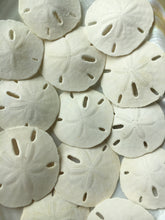 Load image into Gallery viewer, Florida Sand Dollars 1.5"-2" - Sand Dollar - Craft Supply - Beach Wedding Favors Decor - Sand Dollar Bulk - Seashells - FREE SHIPPING!