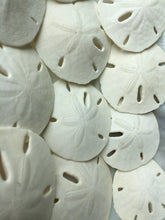 Load image into Gallery viewer, Florida Sand Dollars 1.5"-2" - Sand Dollar - Craft Supply - Beach Wedding Favors Decor - Sand Dollar Bulk - Seashells - FREE SHIPPING!