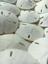 Load image into Gallery viewer, Florida Sand Dollars 1.5"-2" - Sand Dollar - Craft Supply - Beach Wedding Favors Decor - Sand Dollar Bulk - Seashells - FREE SHIPPING!