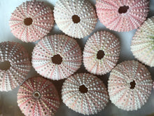 Load image into Gallery viewer, Pink Sea Urchins 1"-2" - Beach Wedding Favors - Decor - Sea Urchin - Natural Sea Shell - Wedding Decor - Pink Sea Urchin