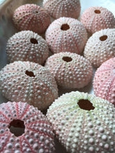 Load image into Gallery viewer, Pink Sea Urchins 1"-2" - Beach Wedding Favors - Decor - Sea Urchin - Natural Sea Shell - Wedding Decor - Pink Sea Urchin