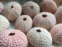 Load image into Gallery viewer, Pink Sea Urchins 1"-2" - Beach Wedding Favors - Decor - Sea Urchin - Natural Sea Shell - Wedding Decor - Pink Sea Urchin