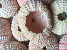 Load image into Gallery viewer, Pink Sea Urchins 1"-2" - Beach Wedding Favors - Decor - Sea Urchin - Natural Sea Shell - Wedding Decor - Pink Sea Urchin