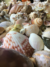 Load image into Gallery viewer, Sea Shell Mix 1 Pound - Assorted Sea Shells - Sea Shells Bulk - Crafting Shells - Sea Shells Home Decor - Sea Shell Mix - Bulk Shells