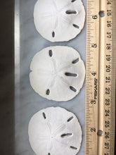 Load image into Gallery viewer, Florida Sand Dollars 1.5"-2" - Sand Dollar - Craft Supply - Beach Wedding Favors Decor - Sand Dollar Bulk - Seashells - FREE SHIPPING!