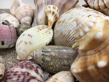 Load image into Gallery viewer, Assorted Seashells Handpicked from Florida, Sea Glass, Mixed 1/2 Pound, Sanibel Island to Atlantic Coast, Shells for Crafting FREE SHIPPING!