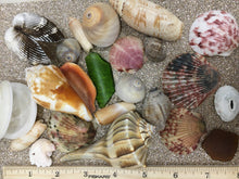 Load image into Gallery viewer, Assorted Seashells Handpicked from Florida, Sea Glass, Mixed 1/2 Pound, Sanibel Island to Atlantic Coast, Shells for Crafting FREE SHIPPING!
