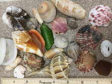 Load image into Gallery viewer, Assorted Seashells Handpicked from Florida, Sea Glass, Mixed 1/2 Pound, Sanibel Island to Atlantic Coast, Shells for Crafting FREE SHIPPING!