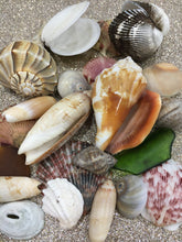 Load image into Gallery viewer, Assorted Seashells Handpicked from Florida, Sea Glass, Mixed 1/2 Pound, Sanibel Island to Atlantic Coast, Shells for Crafting FREE SHIPPING!