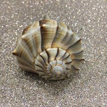 Load image into Gallery viewer, Assorted Seashells Handpicked from Florida, Sea Glass, Mixed 1/2 Pound, Sanibel Island to Atlantic Coast, Shells for Crafting FREE SHIPPING!
