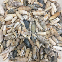 Load image into Gallery viewer, SALE - Mixed Damaged Olive Shells 1"-3" - 10 Piece - Lettered Olives - Decor - Crafts - Beach Decor - Sea Shells - Seashell - FREE SHIPPING!