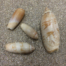 Load image into Gallery viewer, SALE - Mixed Damaged Olive Shells 1"-3" - 10 Piece - Lettered Olives - Decor - Crafts - Beach Decor - Sea Shells - Seashell - FREE SHIPPING!
