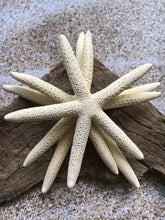 Load image into Gallery viewer, Pencil Starfish 4"-6” White Finger Starfish - Craft Supplies - Beach Decor - Beach Wedding Decor/Favor - White Starfish - FREE SHIPPING!