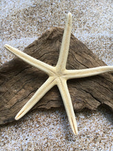 Load image into Gallery viewer, Pencil Starfish 4"-6” White Finger Starfish - Craft Supplies - Beach Decor - Beach Wedding Decor/Favor - White Starfish - FREE SHIPPING!