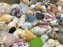 Load image into Gallery viewer, Seashells & Sea Glass from Florida | Mixed 1/2 Pound | Great for Crafting, Art, Home Decor. 100% Genuine Handpicked - FREE SHIPPING!