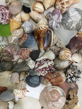 Load image into Gallery viewer, Seashells & Sea Glass from Florida | Mixed 1/2 Pound | Great for Crafting, Art, Home Decor. 100% Genuine Handpicked - FREE SHIPPING!