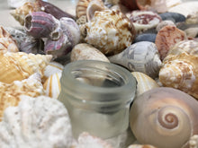Load image into Gallery viewer, Seashells & Sea Glass from Florida | Mixed 1/2 Pound | Great for Crafting, Art, Home Decor. 100% Genuine Handpicked - FREE SHIPPING!